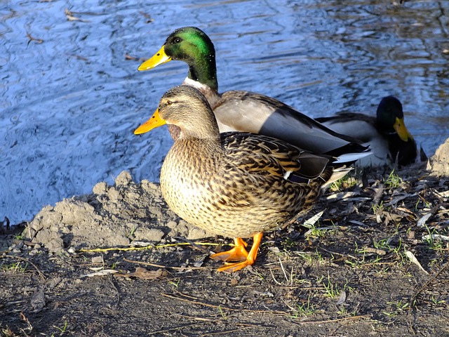 wild-ducks-279960_640