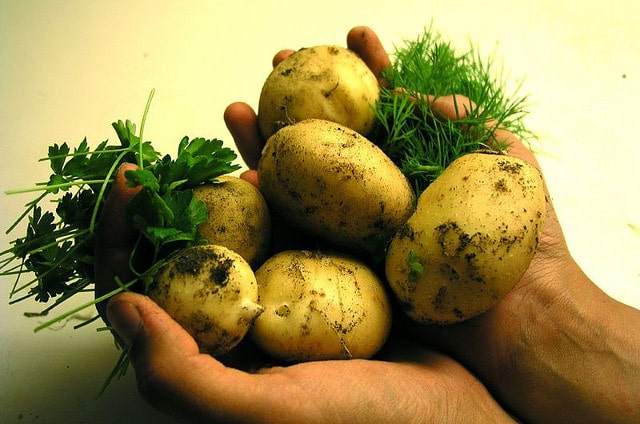 brambory