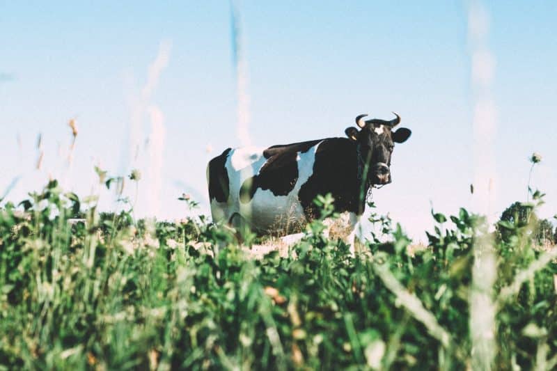 Živočišné mléko – je pro nás bezpečné?