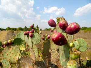 prickly-pear-173963_1920